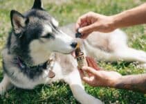 5 Risks Of Hemp Oil For Anxious Pets